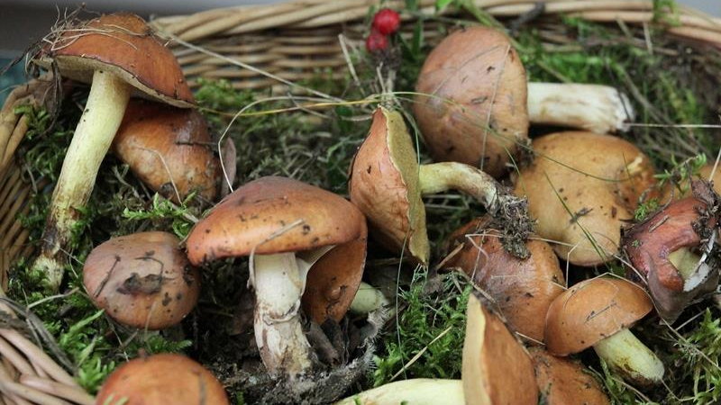 Jaka jest najlepsza pora na zbieranie grzybów? Gdzie i kiedy ich szukać?