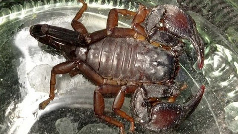 Warszawa: ekopatrol interweniował wobec skorpiona. Pajęczak trafił do zoo