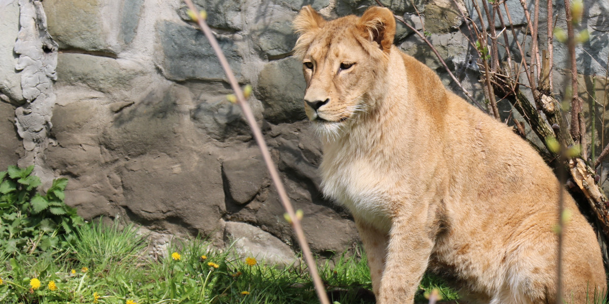Nowa lwica w Śląskim Ogrodzie Zoologicznym. Jest bardzo młoda. Ma  niecałe dwa lata. 