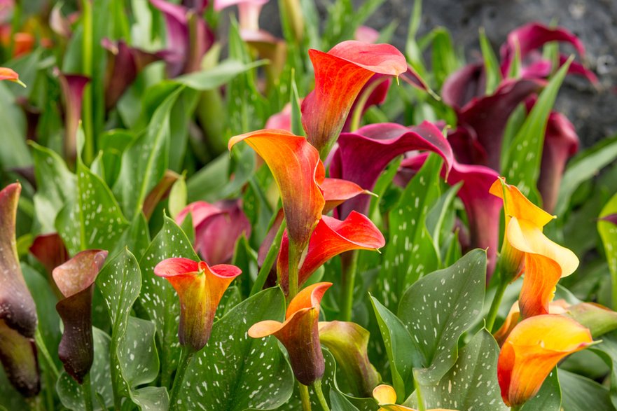 Zantedeschia - littlestocker/stock.adobe.com