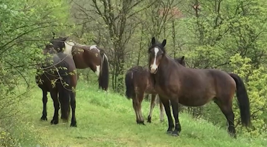 Konji terorišu meštane Meljanice kod Kraljeva