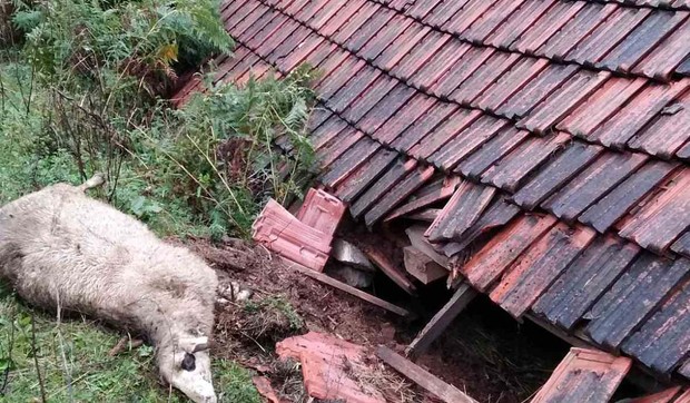 Medveđi pir u selu Brusnik na Goliji