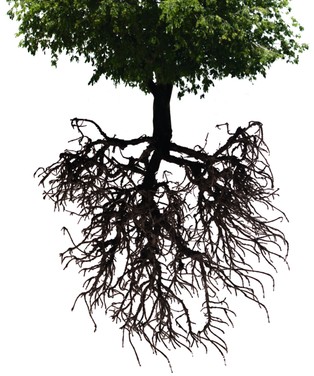 Drzewa nie dają z liścia. Nawet w naturze agresja to strategia ryzykowna