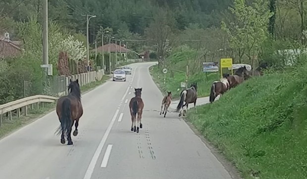 Konji terorišu meštane Meljanice kod Kraljeva