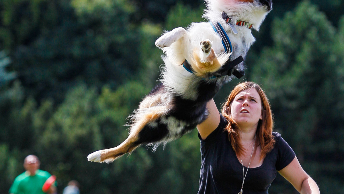 200 drużyn z całej Europy zaprezentuje się w Poznaniu podczas Mistrzostwa Europy Dogfrisbee. Impreza, podczas której psy łapią wyrzucane przez opiekunów dyski frisbee rozpoczyna się w piątek, zwycięzców poznamy w niedzielę.