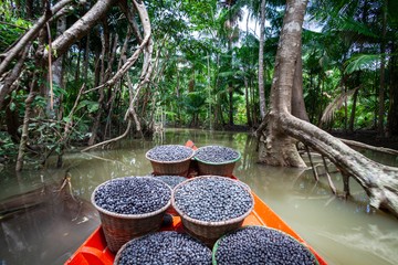 A Brazíliában őshonos acai bogyó gazdag forrása az antioxidánsoknak. A gyümölcs nagy mennyiségben tartalmaz élelmi rostokat, kalciumot, vasat, olajsavat, palmitinsavat, linolénsavat és fitoszterolokat.