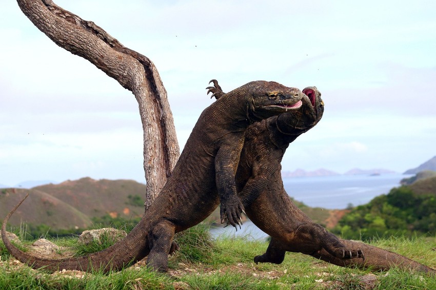 Opasan okršaj džinovskih gmizavaca