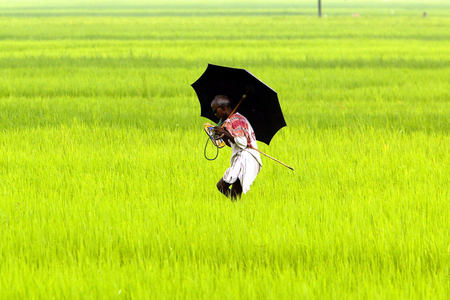 An Indian agricultural worker in a paddy field in Naxalbari, in the state of West Bengal.