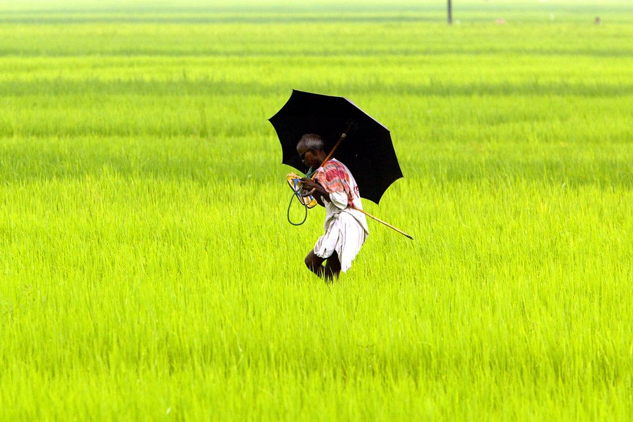 An Indian agricultural worker in a paddy field in Naxalbari, in the state of West Bengal.