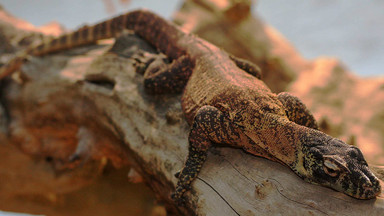 Co wiesz o waranach z Komodo? Google Doodle o największych jaszczurkach świata