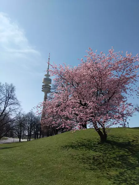 Widok na wieżę w Olimpiapark