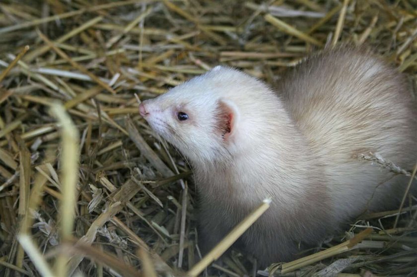 Cztery tysiące morderców na wolności!