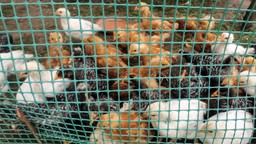 Stanowisko KE o embargu na polski drób: w przyszłym tygodniu dodatkowe środki nadzwyczajne [NASZ NEWS]