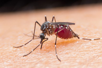 Naukowcy po raz pierwszy wypuszczą w Afryce genetycznie zmodyfikowane komary