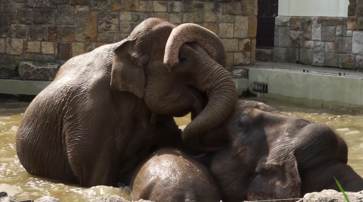 Ölelkező elefántok is feltűnnek a kisfilmben / Fotó: Fővárosi Állat- és Növénykert