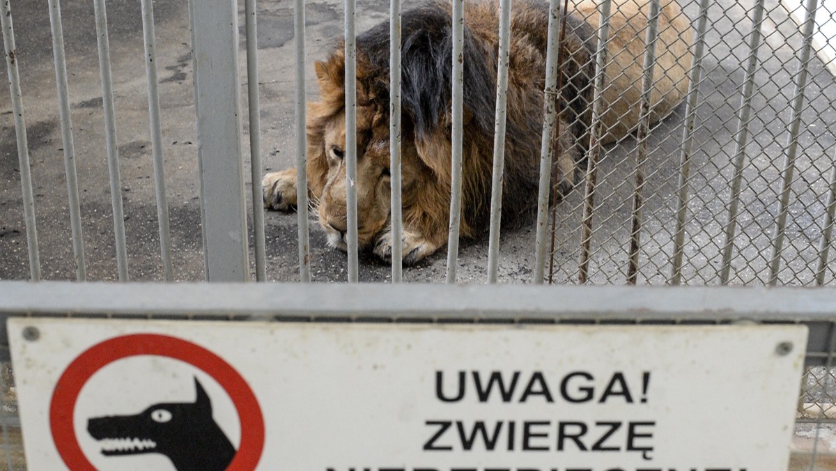 Wybieg australijski będzie w tym roku główną atrakcją łódzkiego ogrodu zoologicznego. Prawdopodobnie już w kwietniu z Niemiec zostaną sprowadzone nowe zwierzęta.