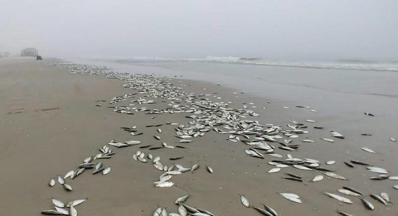 Dead fishes at Osu beach