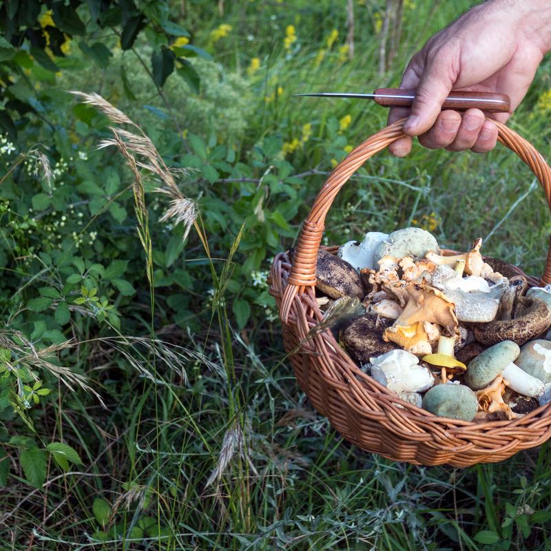 Siedem najzdrowszych polskich grzybów. Działają jak antybiotyki i są  kopalnią witamin