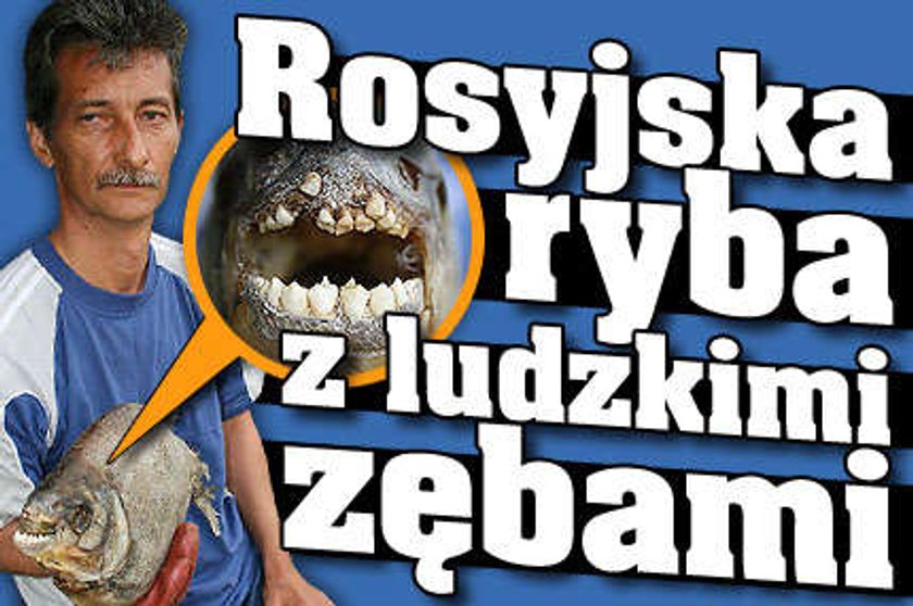 Ryba z ludzkim zębami. Zdjęcia