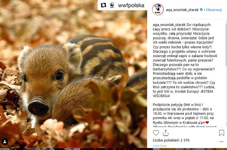 Agnieszka Woźniak-Starak w obronie dzików