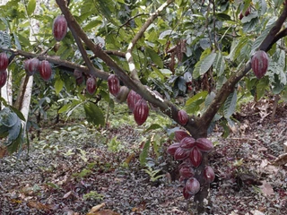 CACAO TREE