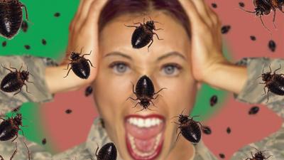 Is your home beg bugs infested?[BodyDesignsbyMary]