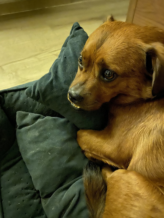 Pies Witek ze swoją ulubioną poduszką