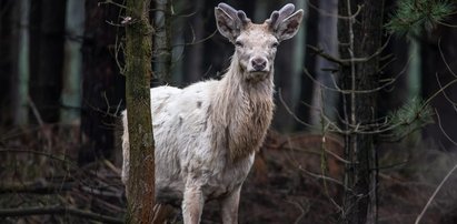 "Ewenement i niewyobrażalne szczęście" w lasach Olesna. Leśnik pokazał wyjątkowe nagranie