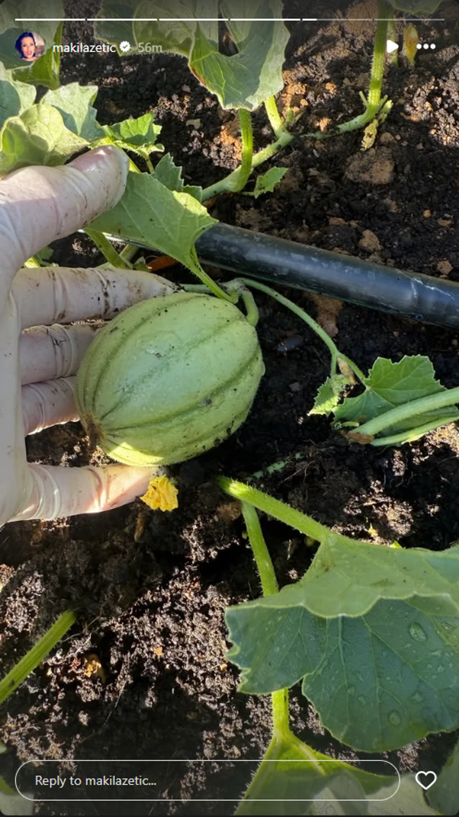 Sonja Lazetić zasadila dinje