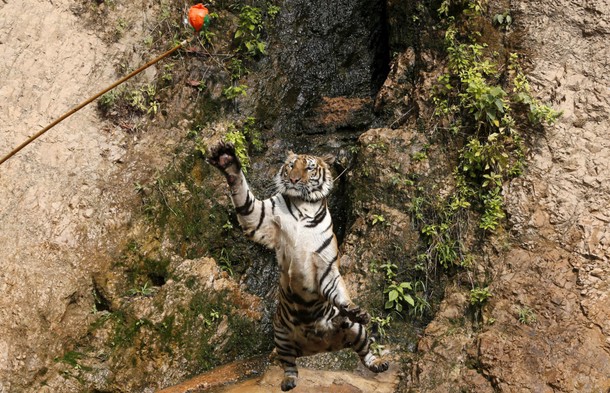 Spotlight: Thailand's Tiger Temple