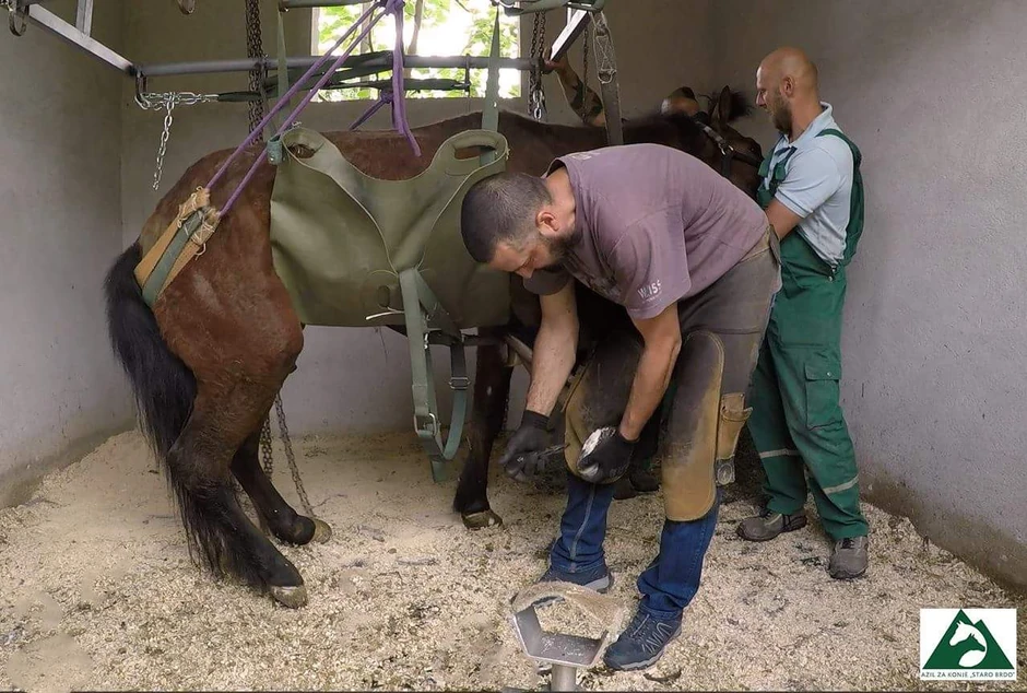 Hirurzi su morali da za leče nogu konju Sokolu