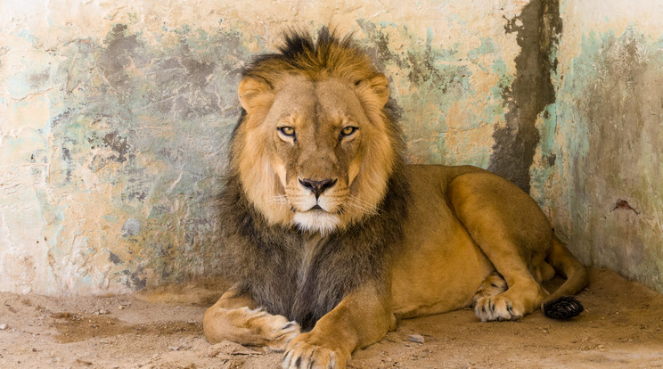 Déligyümölcsöt még kapnak az oroszlánok (Illusztráció) / Fotó: Shutterstock