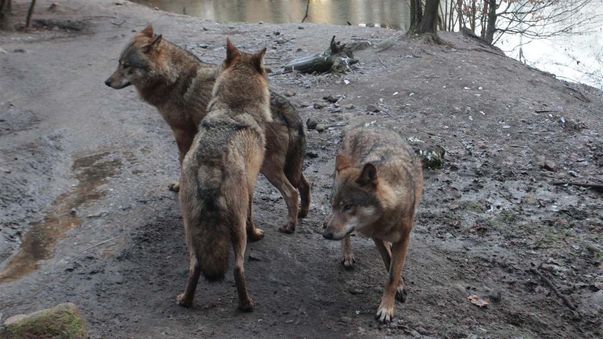 Atak watahy wilków w Sudetach. Polała się krew