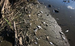 Śnięte ryby w Odrze. Instytut Weterynaryjny zakończył badania ryb. Jakie wyniki?