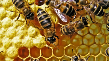 Pszczoły w woj. warmińsko-mazurskim dobrze przetrwały zimę