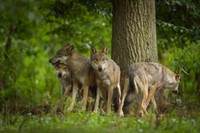 Wilk rozwalił przycisk w laboratorium. Rozzłościło go, iż kolega ma lepiej