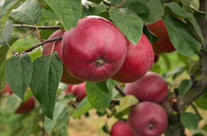 Sadownicy drżą o zbiory jabłek. Trwa wyścig z czasem