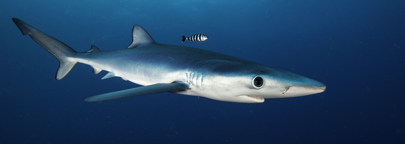 Rekin błękitny, żarłacz błękitny (Prionace glauca)