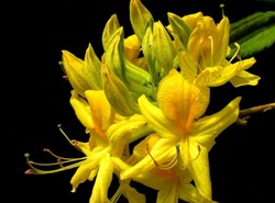 Pięknie zakwitły wyjątkowe krzewy. Są jedyne w Polsce