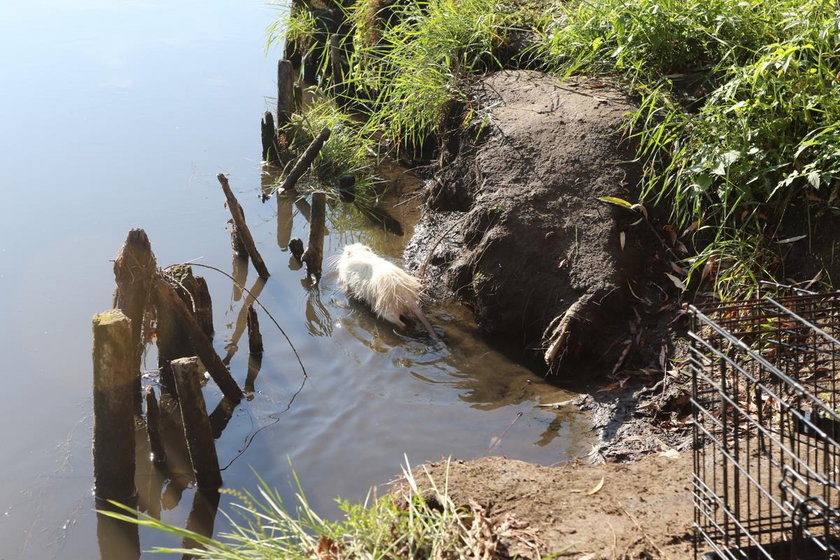 Rybnik. Nutria z rzeki Nacyna straciła długie siekacze