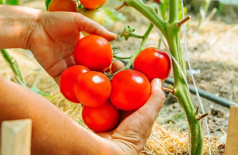 Pomidor odmiana Gallant F1