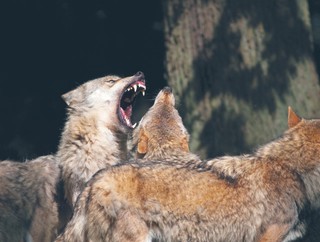 Agresja wśród Polaków narasta. Jest niemierzalna, bo liczyć można tylko jej skutki