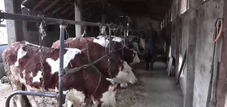 Krave na imanju u Noćaju