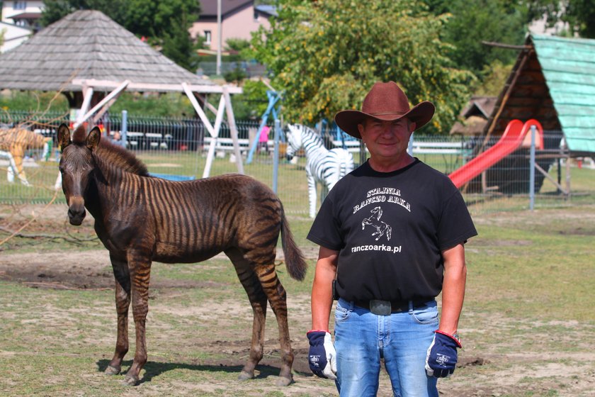 Zebruś to pół koń pół zebra