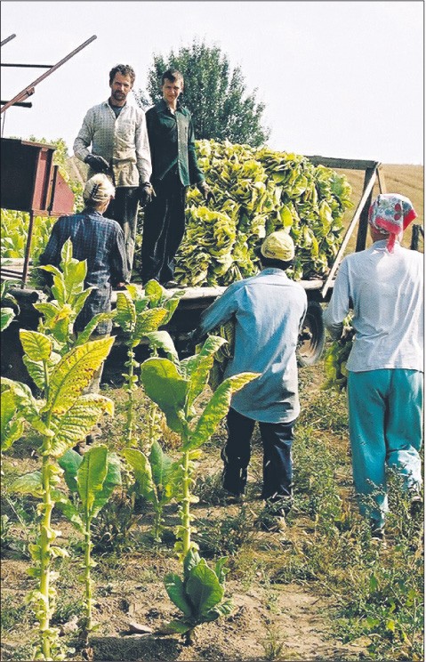 Jeśli dyrektywa wejdzie w życie, 24 tys. polskich plantatorów nie będzie mogło produkować tytoniu odmiany burley Fot. Piotr Mecik/Forum