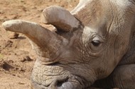 ''Nola,'' an older northern white rhino, relaxes at the South African exhibit at San Diego Zoo Safar