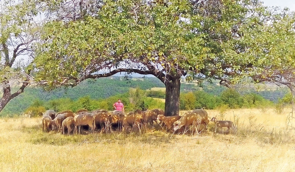 Goran Savković
sa svojim stadom ovaca