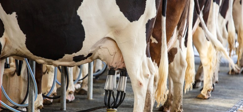 Ceny mleka w Polsce biją rekordy. Co czeka producentów i konsumentów?