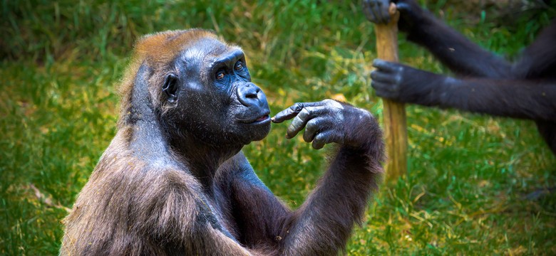 Supermarkety rezygnują ze sprzedaży wyrobów z kokosów zbieranych przez małpy