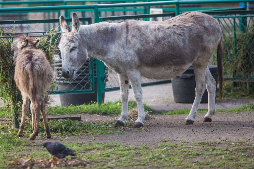 Seksafera w zoo